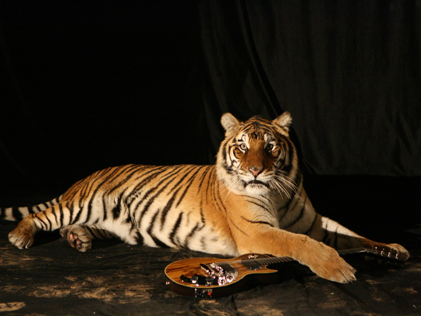 gibson-dusk-tiger-with-tiger1.jpg