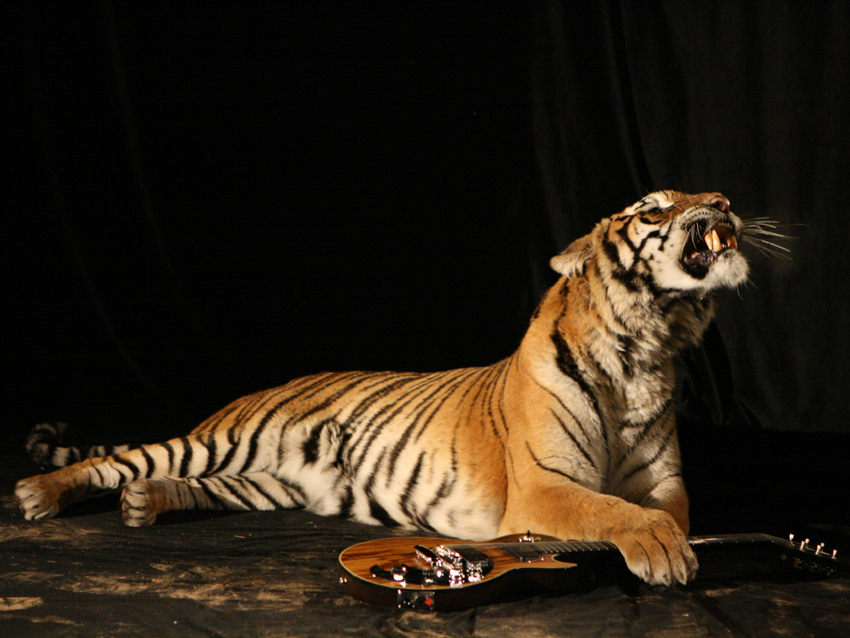 gibson-dusk-tiger-with-tiger2.jpg