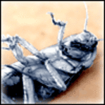 Profile image of whiteroach