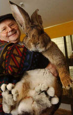 Profile image of rabbitrabbit
