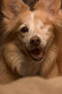 Avatar for KAYSODOG